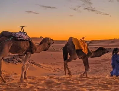 Sunrise Camel Trekking In Merzouga