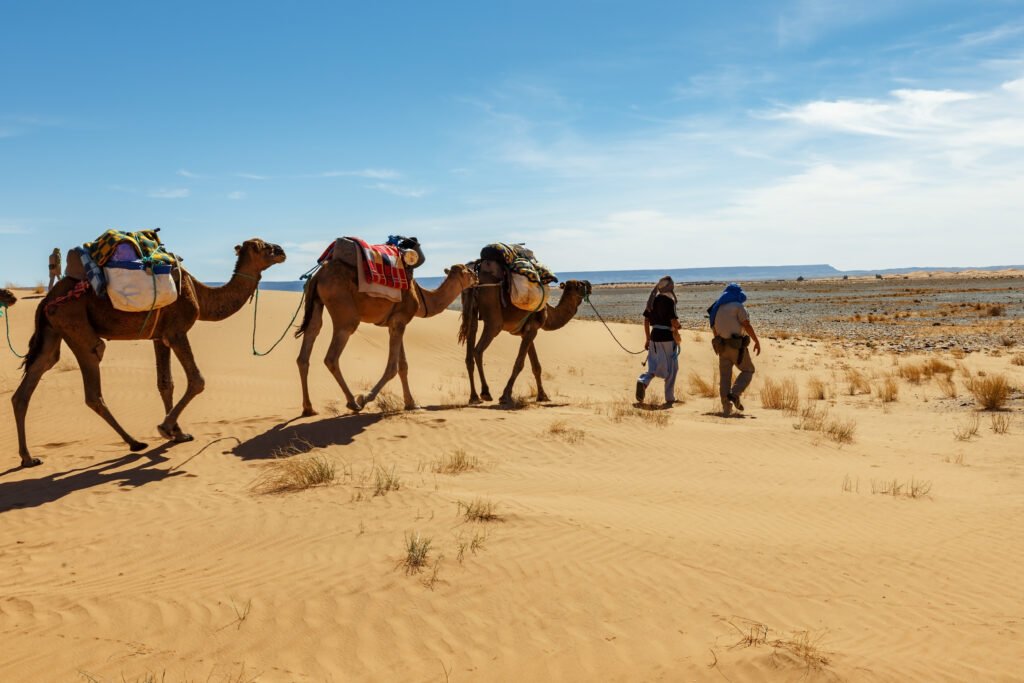 Camel Guide leads a camel caravan