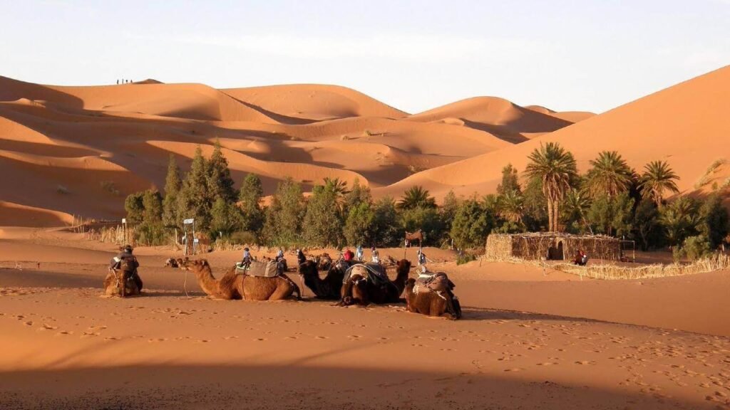 Zagora Camel Treks