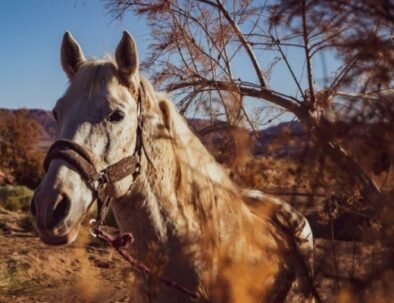 Paseo a caballo en Merzouga